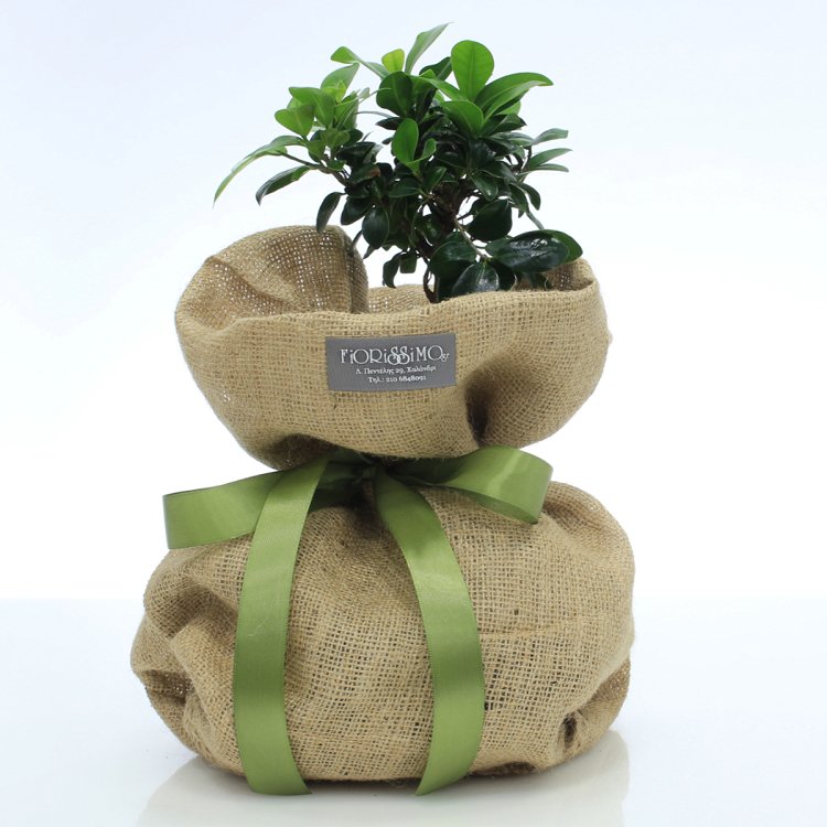 Bonsai ginseng Plant in bulrap