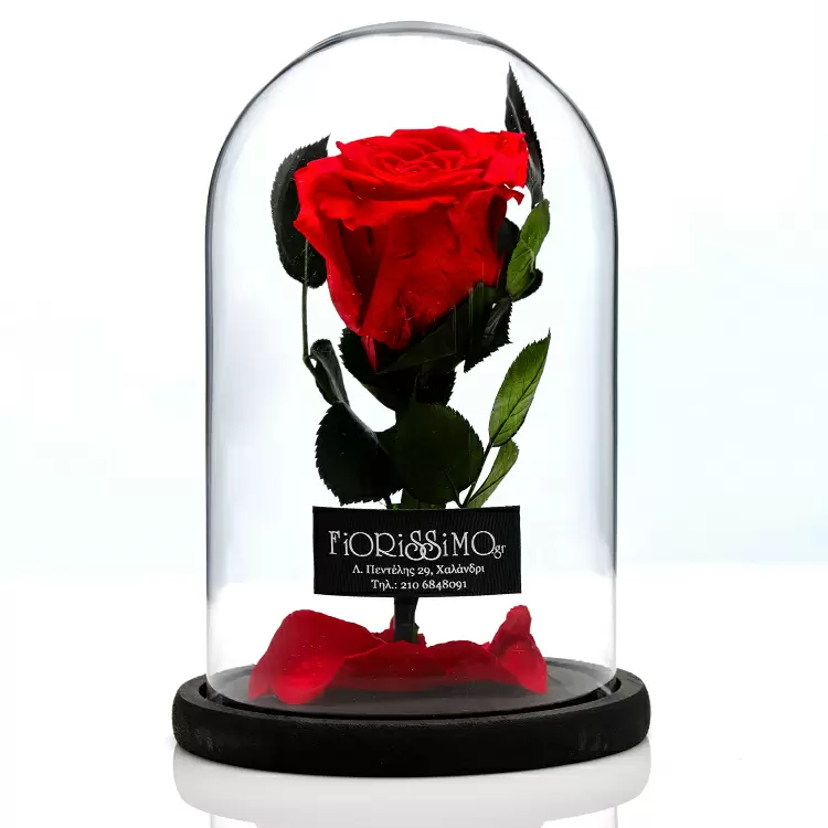 Beauty & the Beast- Μικρό-Κόκκινο