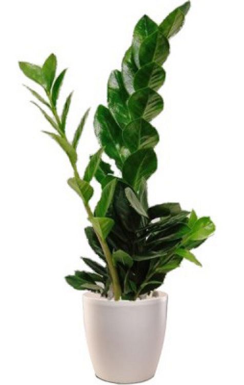Zamia Plant