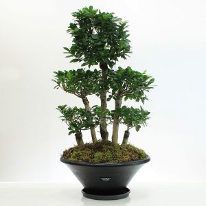 Ficus Bonsai forest