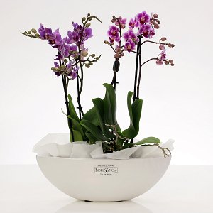 Mini orchids plant arrangement