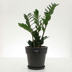 Zamioculcas plant in pot