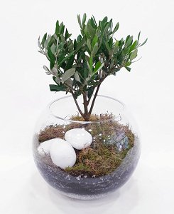 Olive plant In A Glass Ball