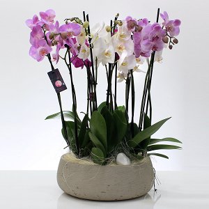 Orchids vintage