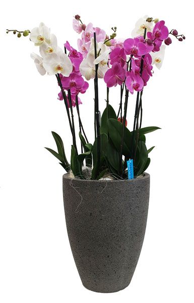 Arrangement Of Orchid Plants 