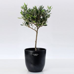 Olive tree plant in clay pot