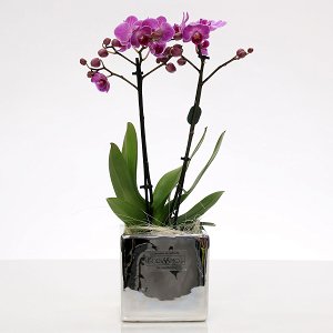 Mini orhid in clay pot!!