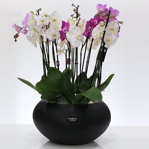 Premium orchids arrangement!