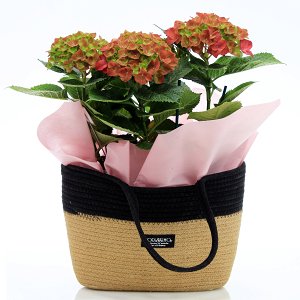 Hydrangea plant