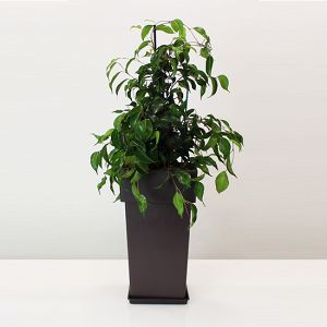 Ficus Benjamin in pot