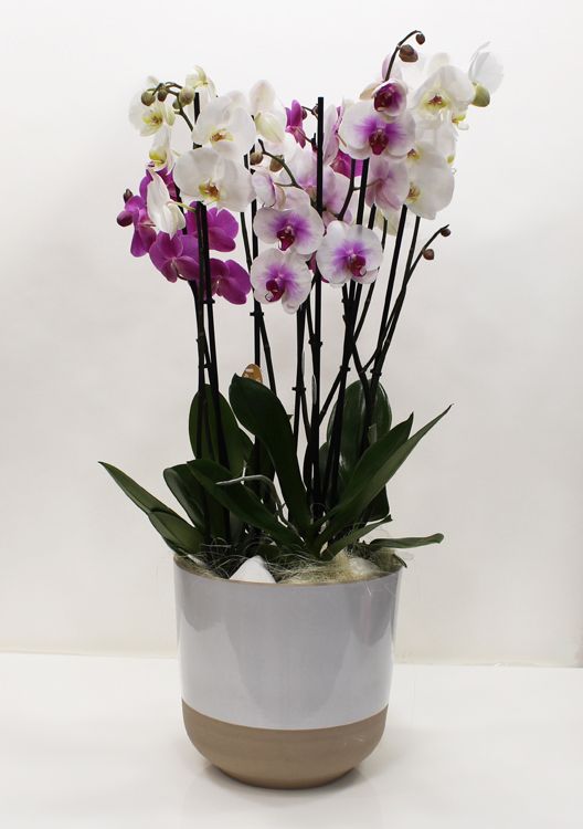 Orchid plants !