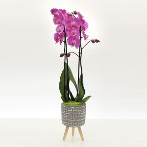 Orchid plant in grey pot!