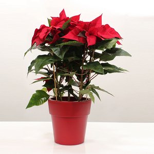 Poinsettia Plant in Red Pot