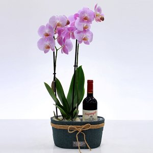 Orchid large with wine