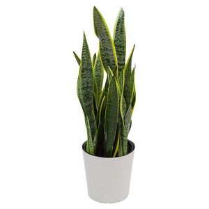 Sansiveria plant for indoor use!