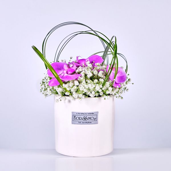 Orchids!