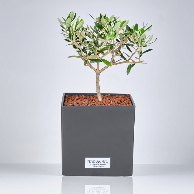Olive plant in clay cube