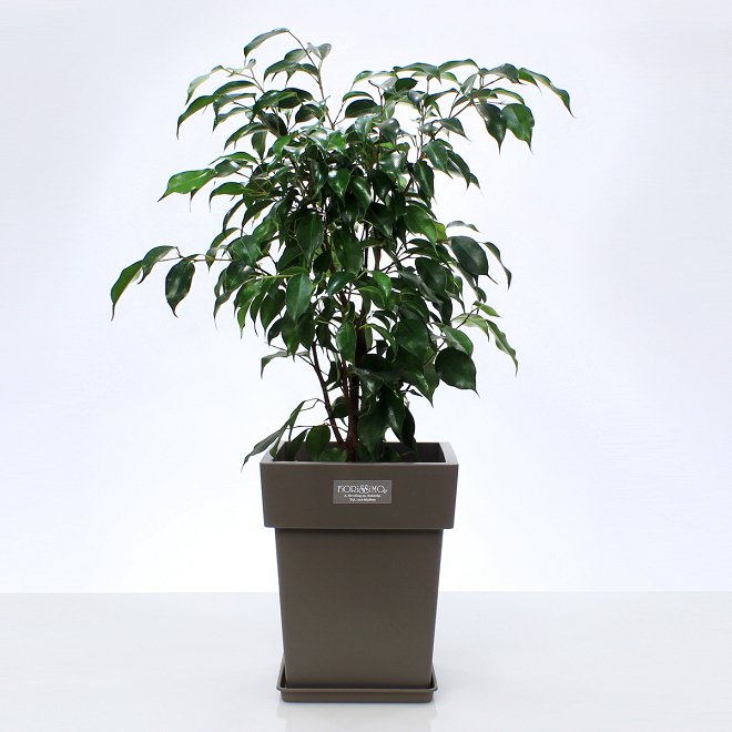 Ficus Benjamin in pot S