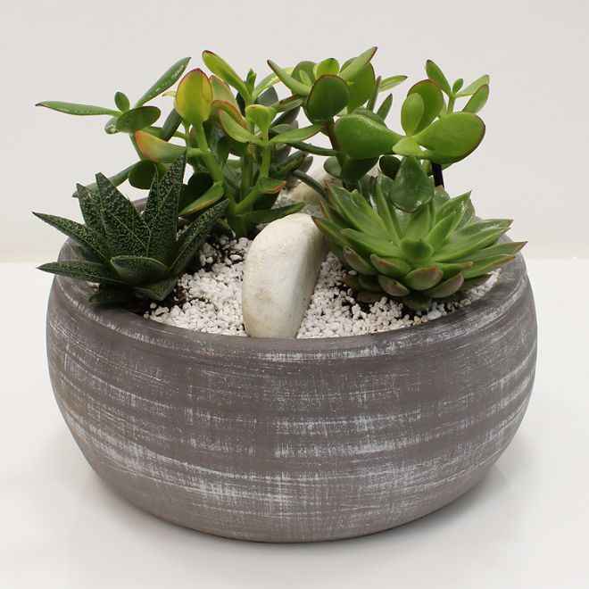 Succulents in clay pot!