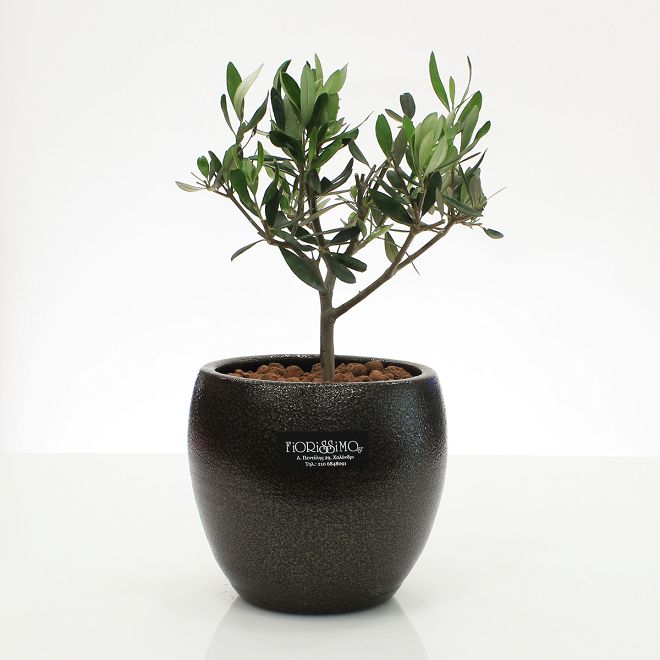 Olive plant in Greek pot