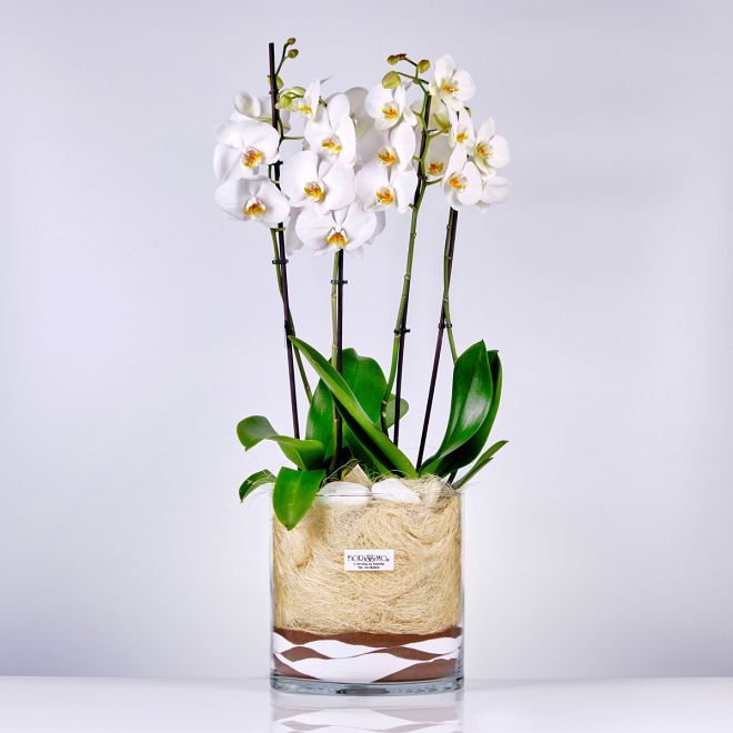 Orchid plants in 25cm vase