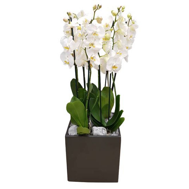 Phalaenopsis Orchids deluxe