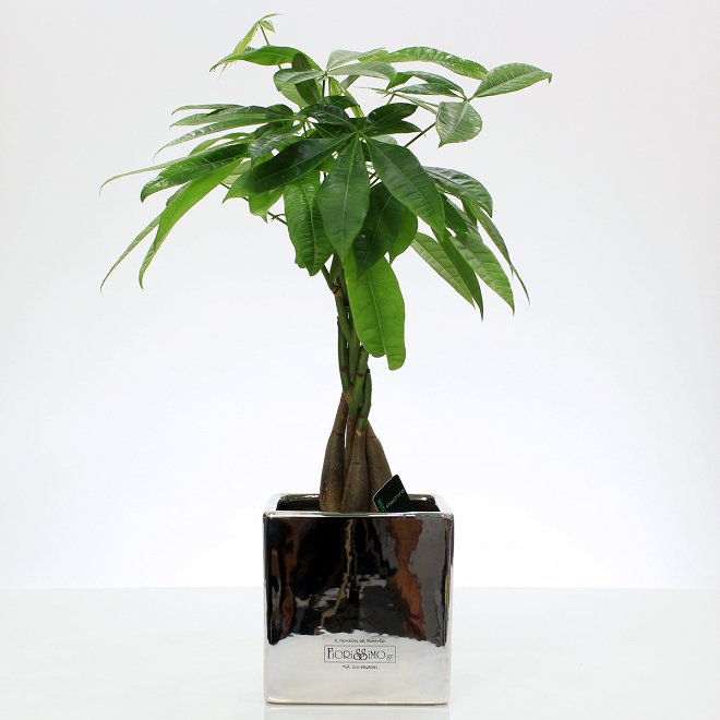 Pachyra plant
