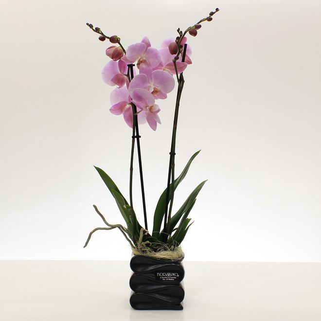 Orchid Plant in black pot
