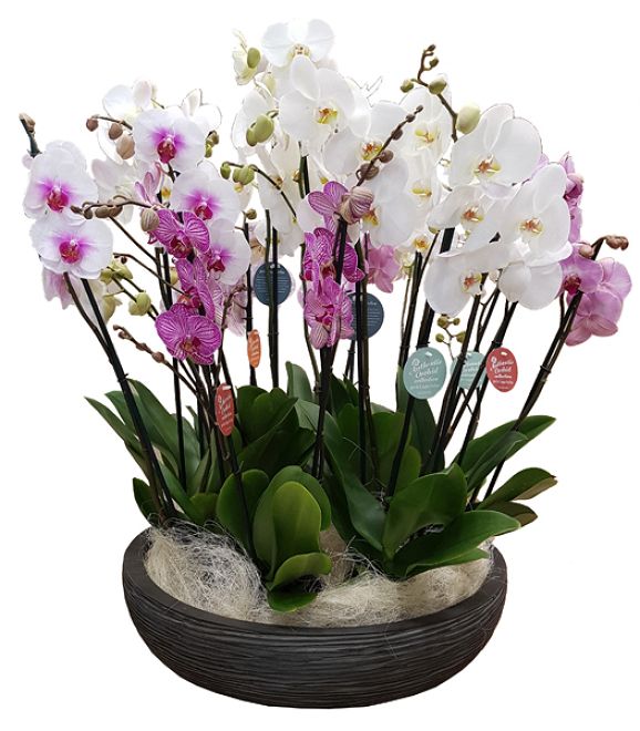 Arrangment XXL with Phalaenopsis Orchids