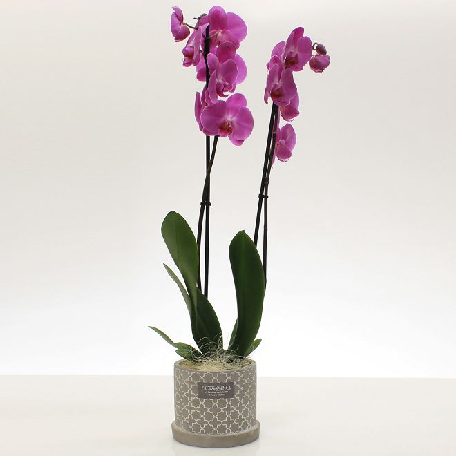 Orchid plant in grey pot!
