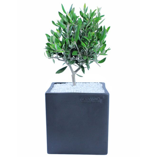 Olive plant in clay cube