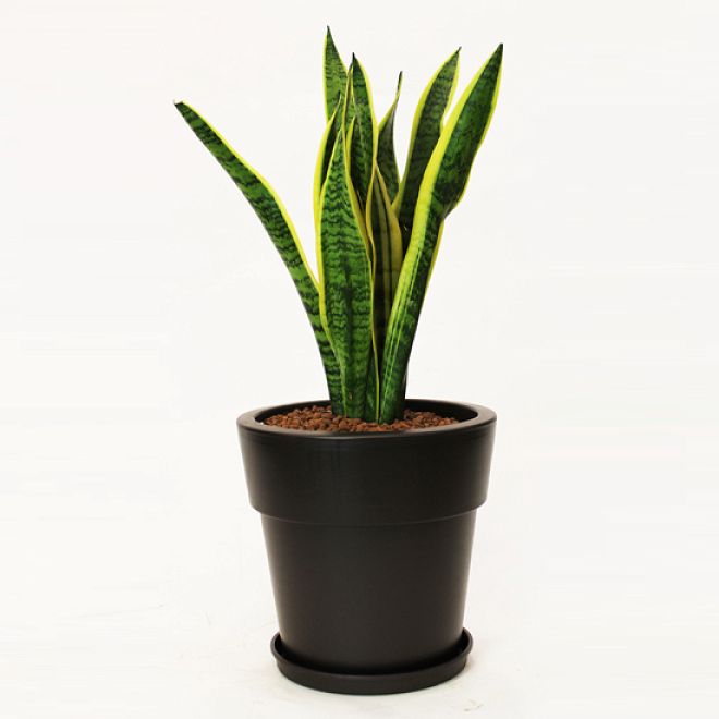 Sansiveria plant in pot for indoor!
