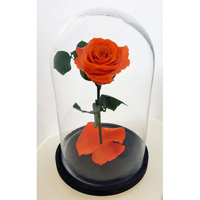 Forever roses-Classic-Orange!!