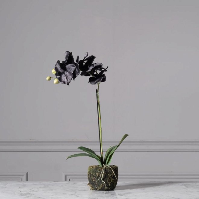 Artificial Black Phalaenopsis 60 cm