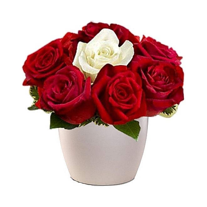 Σύνθεση κόκκινα τριαντάφυλλα και ένα λευκό