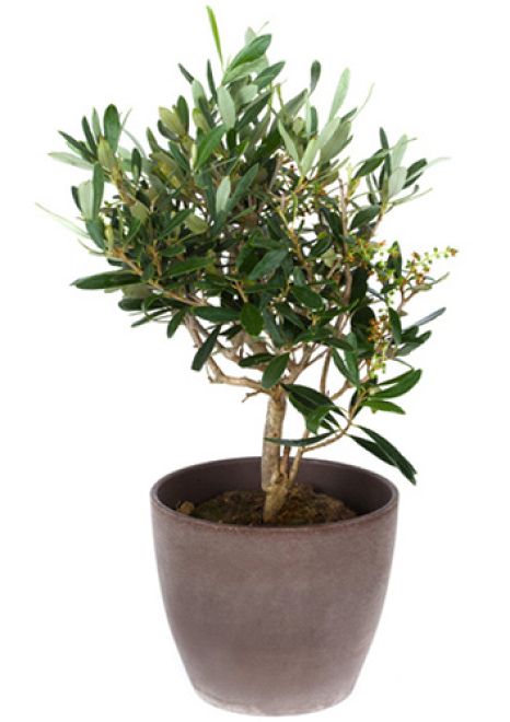 Olive Plant in pot