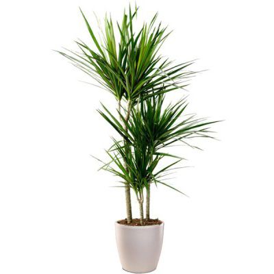 Dracaena Plant for indoor