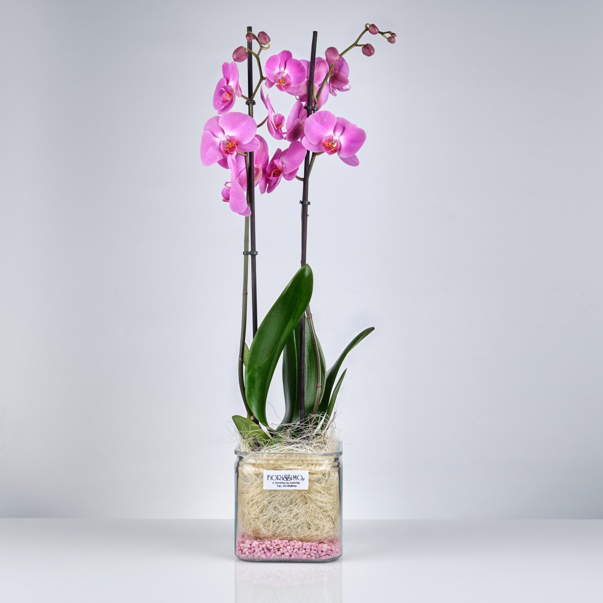 Orchid Plant in glass vase