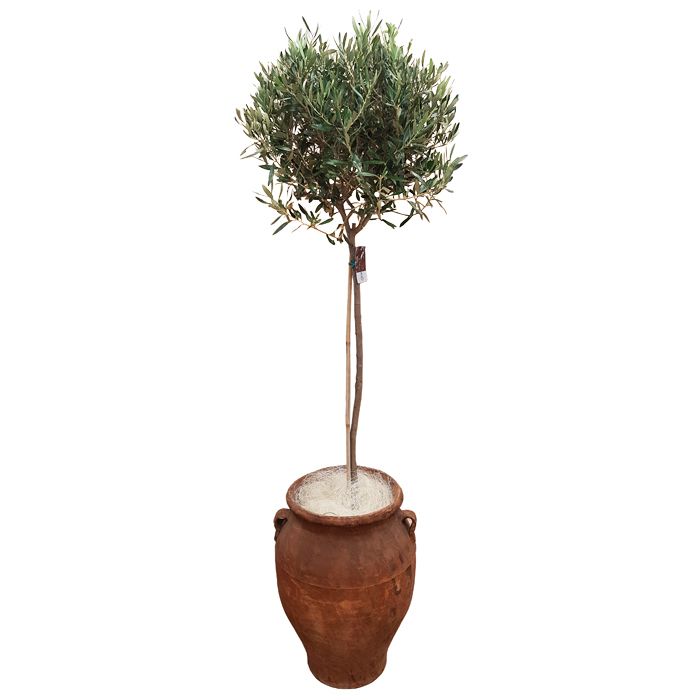 Olive tree plant in ceramic pot!