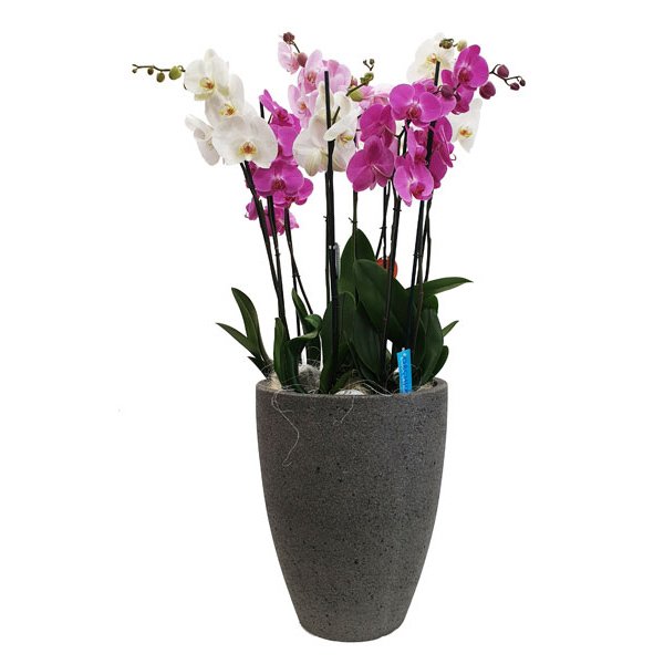 Arrangement Of Orchid Plants 