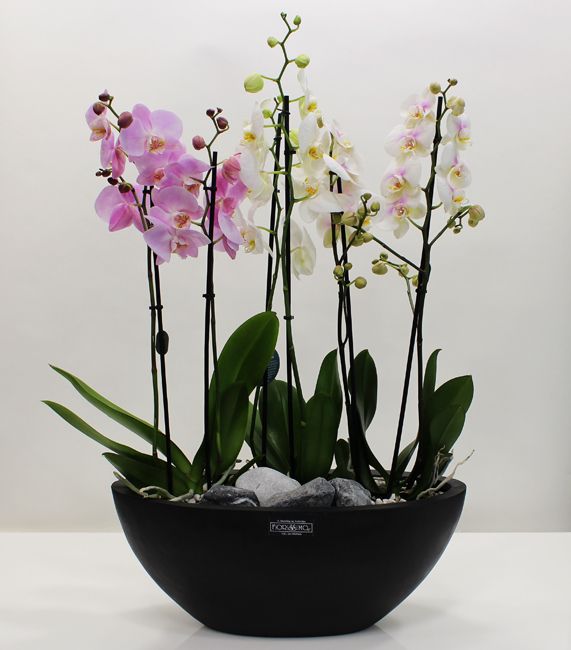 Gondola premium orchids arrangement!