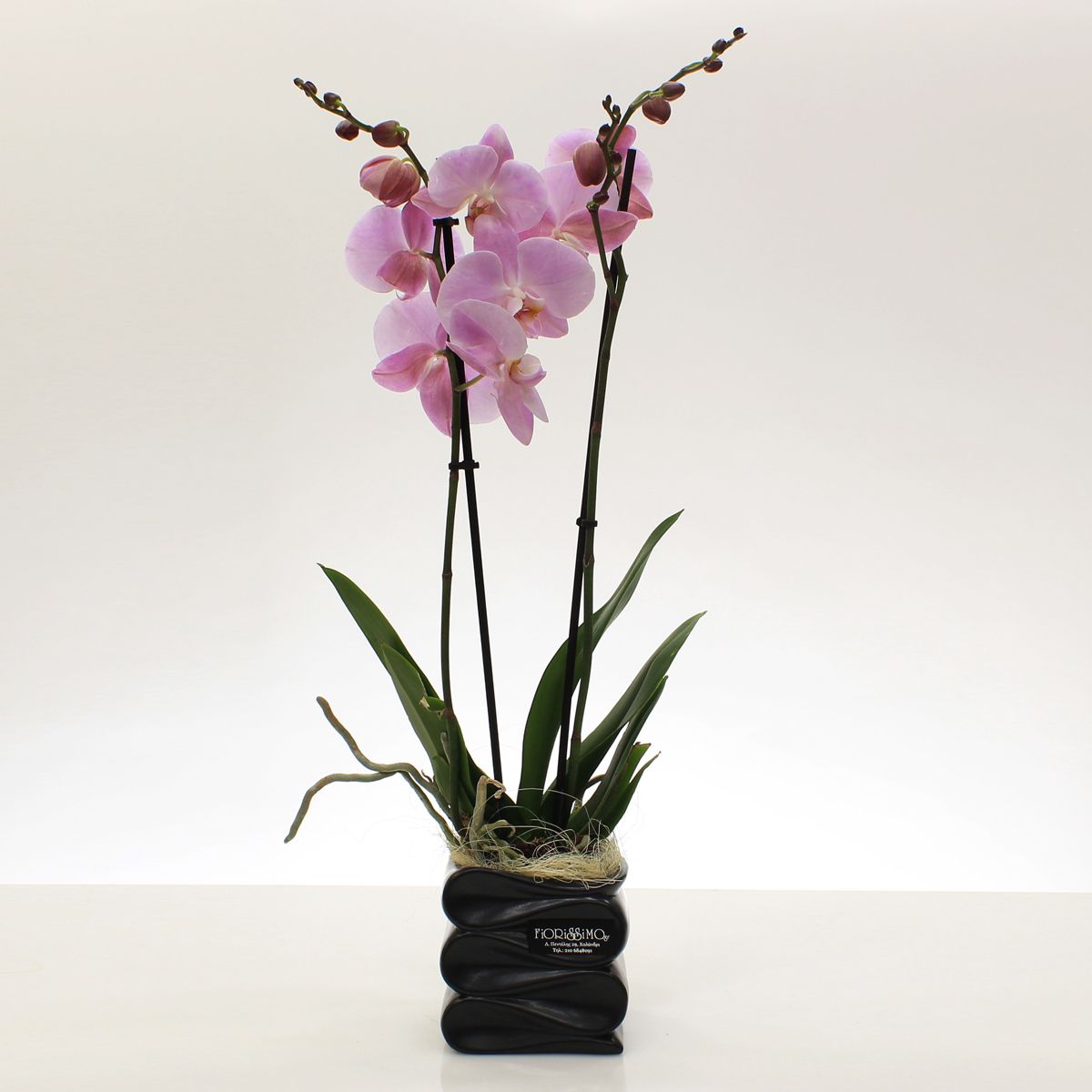 Orchid Plant in black pot