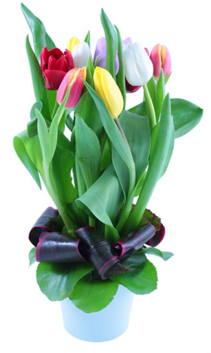 arrangement of tulips! 