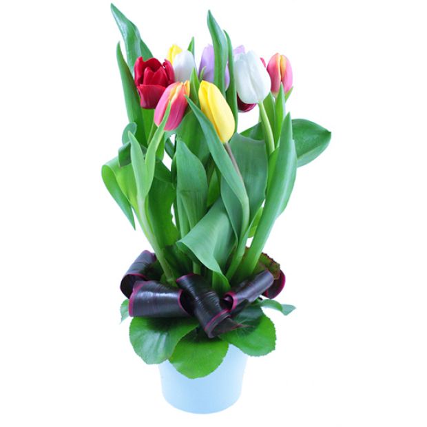 arrangement of tulips!