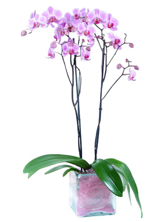 Orchid Plant in glass vase