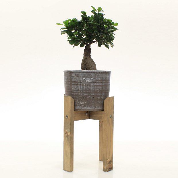 Bonsai Plant In Clay pot and wooden base