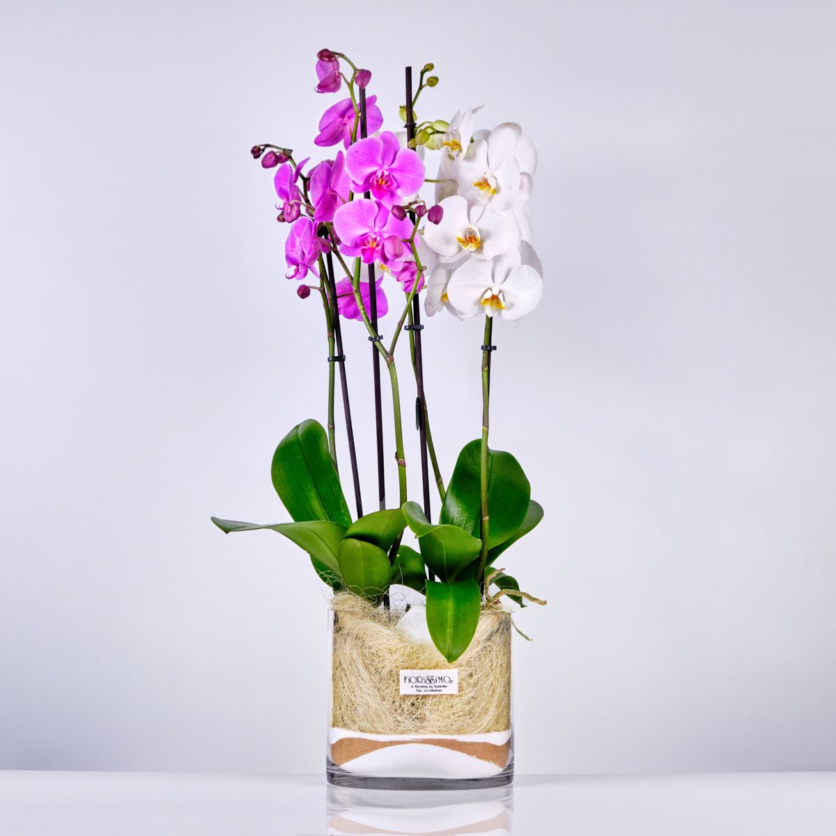 Orchid plants in 20cm vase
