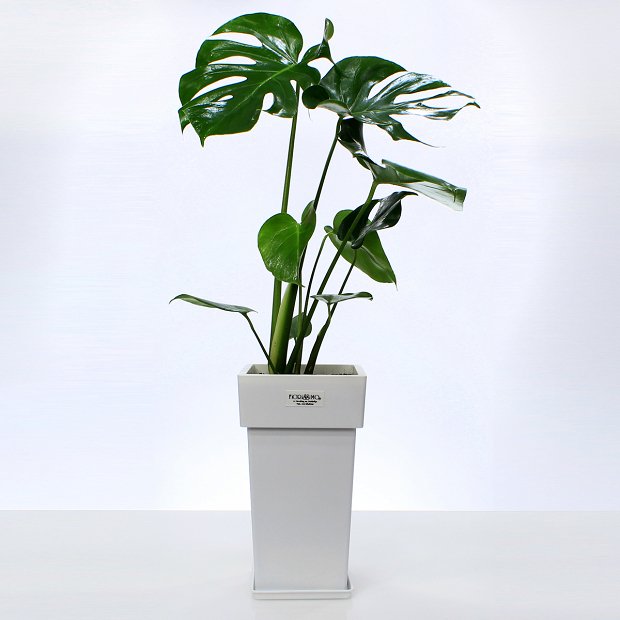 Monstera plant S