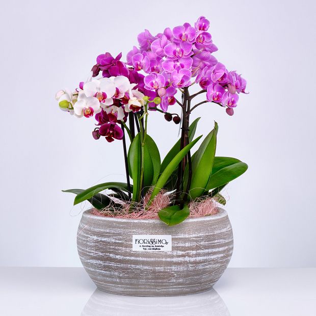 Mini orchids arrangement