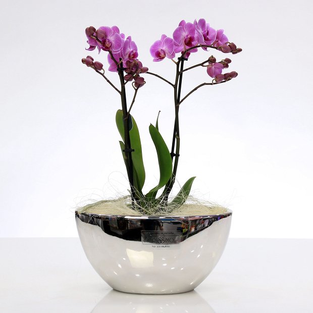 Orchid in clay pot